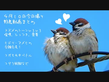 4月10日今日撮り野鳥動画まとめ　スズメの営巣、喧嘩、アメヒヒドリ交尾、コガモ水中バトル
