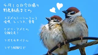 人気の アメリカヒドリ 動画 6本 ニコニコ動画