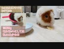 【モルモット動画】うちのテディモルモットにはじめてのバナナをあげてみた