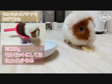 【モルモット動画】うちのテディモルモットにはじめてのバナナをあげてみた