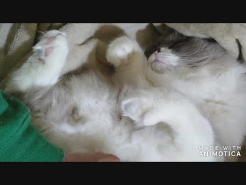 も…モフられてなんかいないのにゃ…自分でペロペロしているだけなのにゃ…