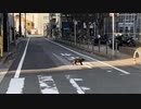 古川本舗 KAMAKURA sincere alien remix