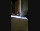 家の中を歩き回るワンコ（パピヨン）