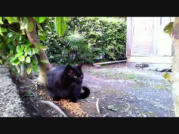 食堂の野良猫　2020-04-11