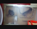 マウントの取り合い