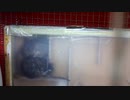 うｐ主に気付いて慌てて逃げるちびネズ