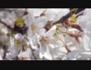 初音ミク『春を呼ぶ』（オリジナル）
