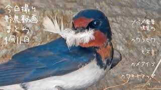 4月11日今日撮り野鳥動画まとめ　ツバメ営巣泥集め、カワラヒワ、モズ