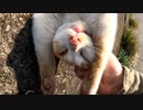 野良猫がまったりしすぎて下に落ちる