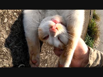 野良猫がまったりしすぎて下に落ちる