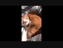 猫ときどきワン　朝の陽ざし