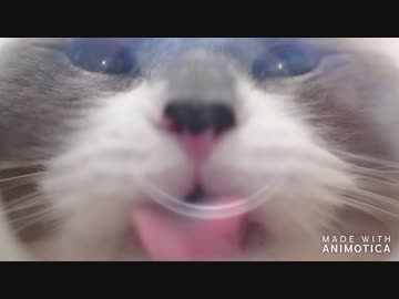 カリカリタイム