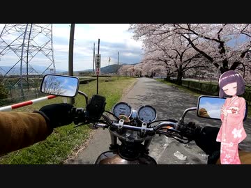 【SR400】20世紀最後のバイクと桜を見る【京町セイカ】