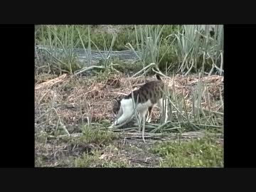 昭和生まれの猫