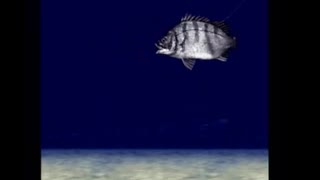 SFC 海のぬし釣り ついにクロダイ釣った!! (音声入れるの忘れました)