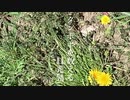 【オリジナル】小説「タンポポを数える」【ONE朗読】