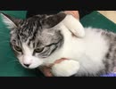 さっそく元気なアルフィノ　＃162
