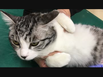 さっそく元気なアルフィノ　＃162