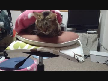 拾いねこ＠生後2837/2804日目　てんとうむしつきにょん。