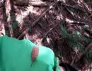 (普通に雑談？回)変態忍者の、狩猟＆有害鳥獣駆除従事活動記・その１０３