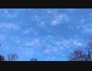 鳥の鳴き声4【作業用BGM】