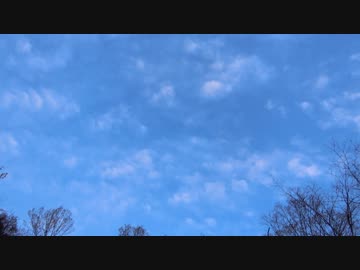 鳥の鳴き声4【作業用BGM】