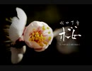 動画で観る写真展"桜" (photo by 水口丁童)