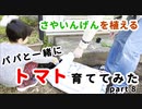 【パパと一緒に】トマト育ててみた part8【さやいんげんをお庭に】