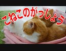 「うるさーい」と叱られながら子猫たちが大合唱♪フフフアフアフ♪(^^)/