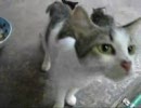 汚い裏庭で子猫が産まれてた９