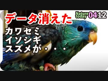 0412【サザナミインコ水浴び】イソシギ交尾、スズメ巣作り、データ消えた。今日撮り野鳥動画まとめ　身近な生き物語