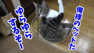 ゆらゆらブランコを楽しむ猫