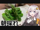 【あつまれ！1分弱料理祭】北海道産・朝採れアスパラの塩ゆで！【簡単ボッチめし】