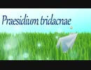 [S9B2020] Praesidium tridacnae [BGA]