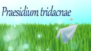 [S9B2020] Praesidium tridacnae [BGA]