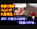 【海外の反応】 米国の ビーチに ユムシが 大量発生！ BBCは 驚きの説明 「韓国の珍味！」