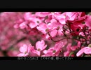 ハナミズキ/一青窈 【VOCALOID5 KAORI カバー 歌詞付き】