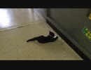 あずきとボール遊び
