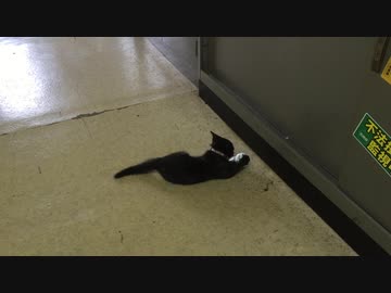 あずきとボール遊び