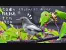 4月13日今日撮り野鳥動画まとめ　雨ツバメ、セキレイヒナ？