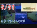 【3/31】今更イトウ釣りに挑戦！【集まるな陰キャの森#8】