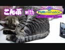 換毛期猫にファーミネーターでガッシュガッシュ（ファッファッファッ）
