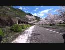 奈良県　下北山　池原ダム お花見ライド