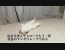 オッドアイの白い珍獣、荒巻スカルチノフに寄せてくる