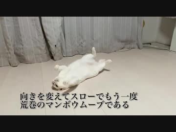 オッドアイの白い珍獣、荒巻スカルチノフに寄せてくる