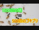 【ありの飼育記#148】クロヤマアリに大量のゴキブリを与えたらやばすぎた　Ant vs Red Roch