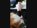 飼い主のPC作業に付き合うワンコ（パピヨン）