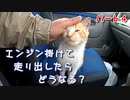 雨の中、野良猫と一緒に乗車『おチビ、ついに鳴く～その後』【パート４】