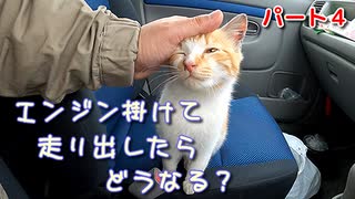 雨の中、野良猫と一緒に乗車『おチビ、ついに鳴く～その後』【パート４】