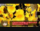 【ゆるふわ植物日記#5】デンドロビウム（植物）その1【植物解説】